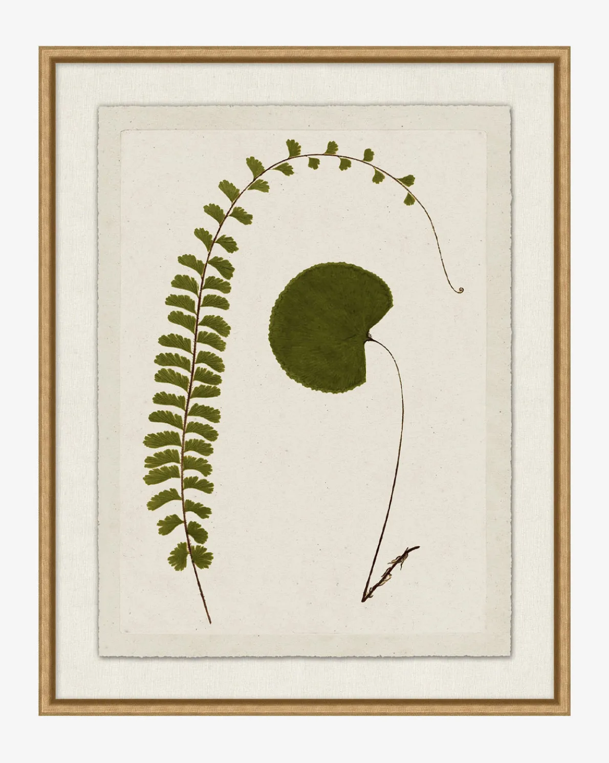 Botanical Pressings II