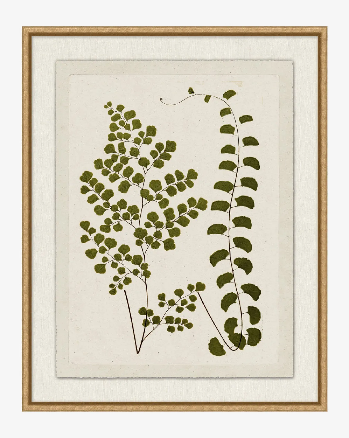 Botanical Pressings III