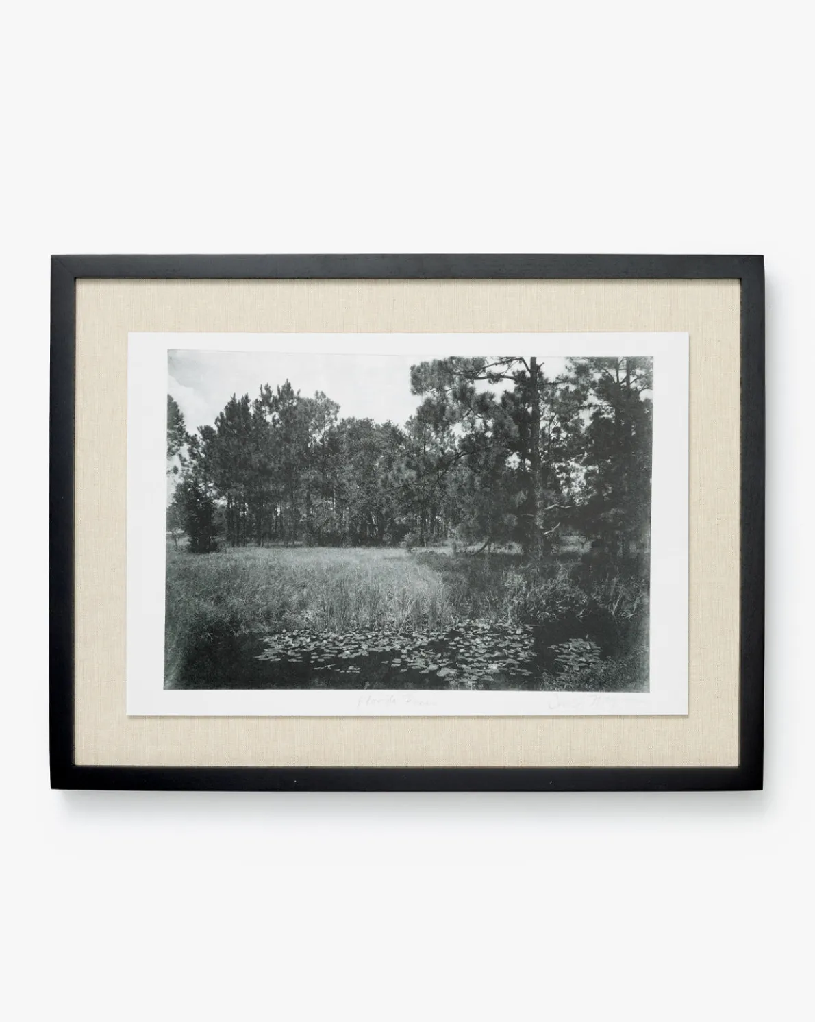 Muted Florida Pines by Carol Haymon