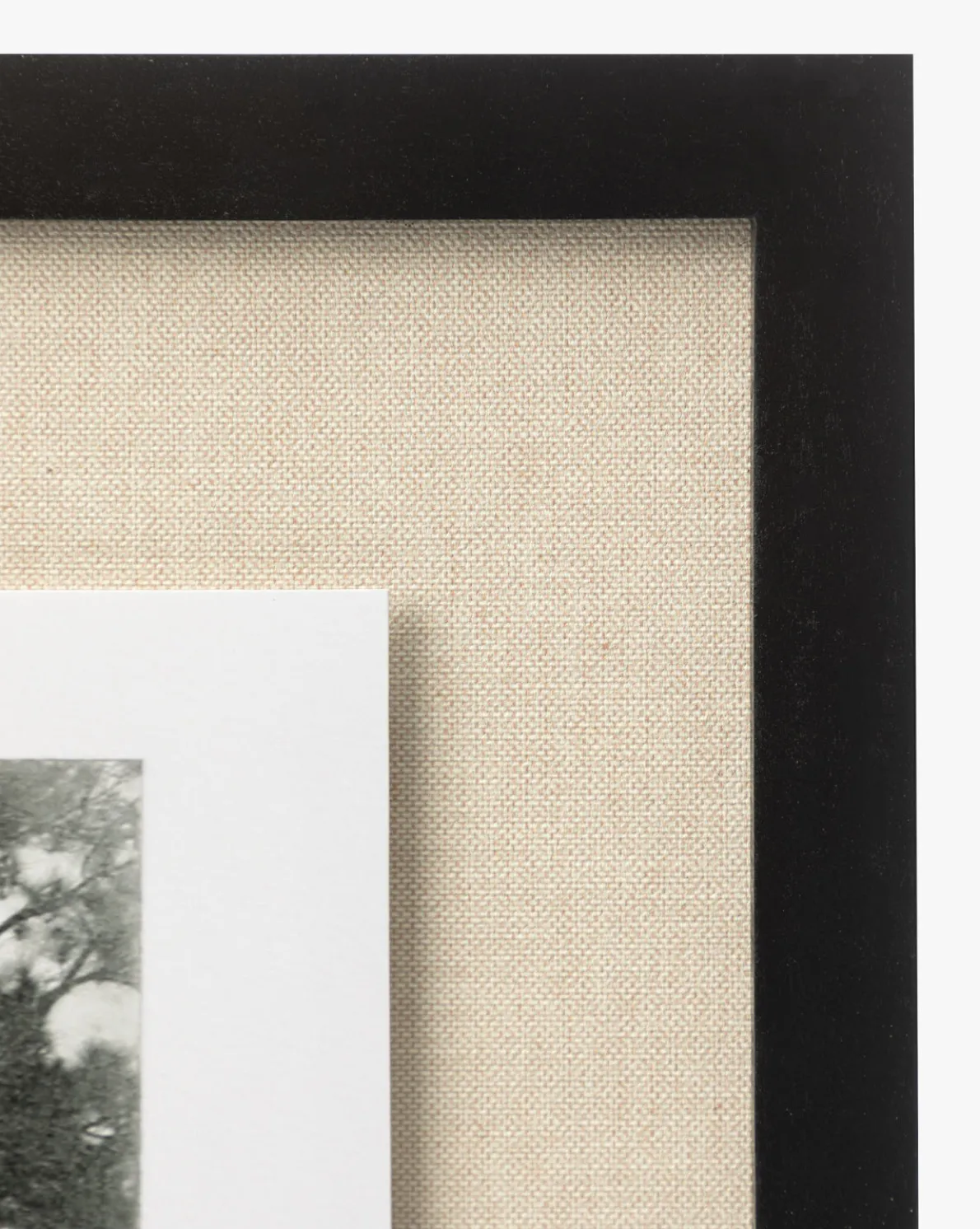 Muted Florida Pines by Carol Haymon