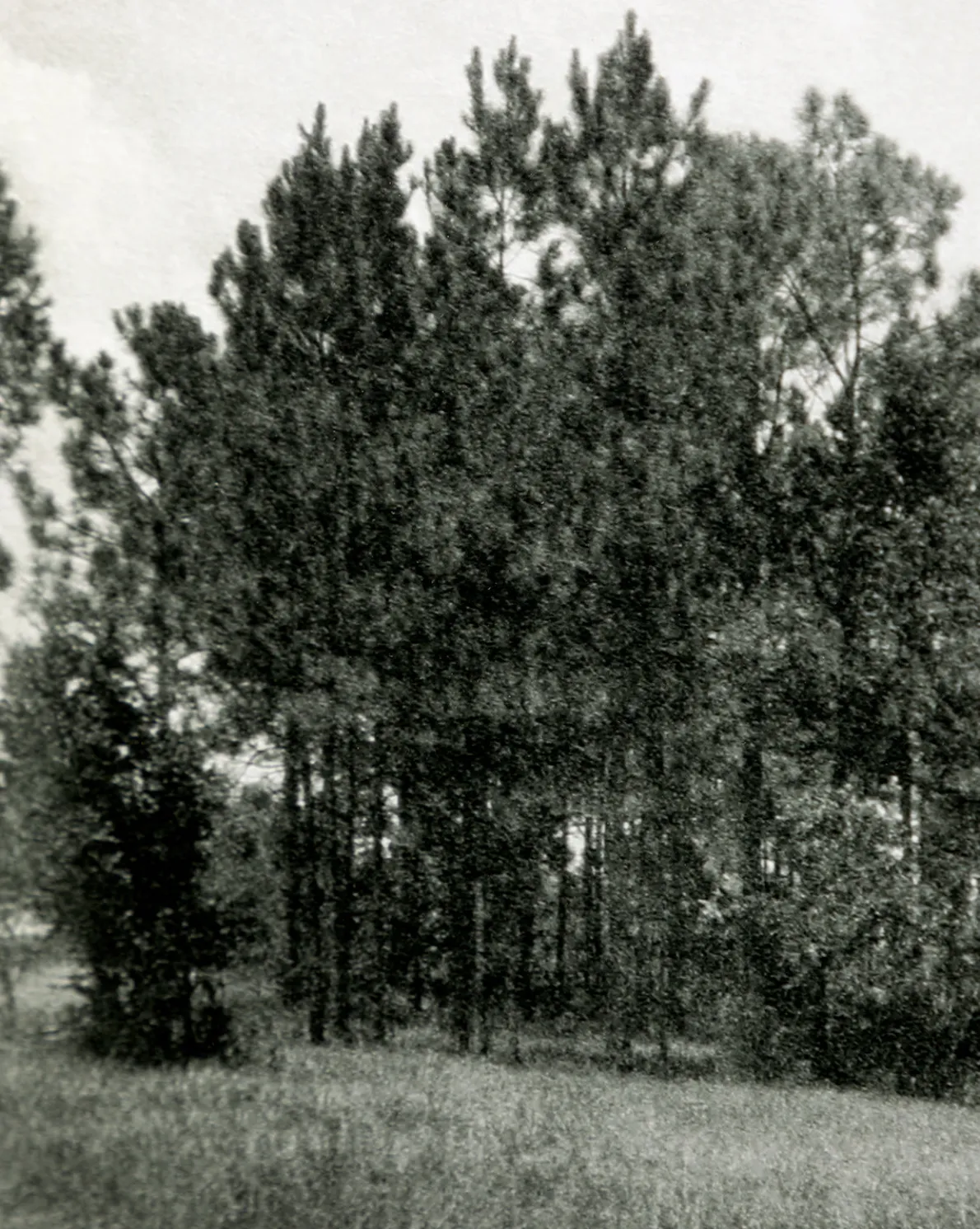 Muted Florida Pines by Carol Haymon
