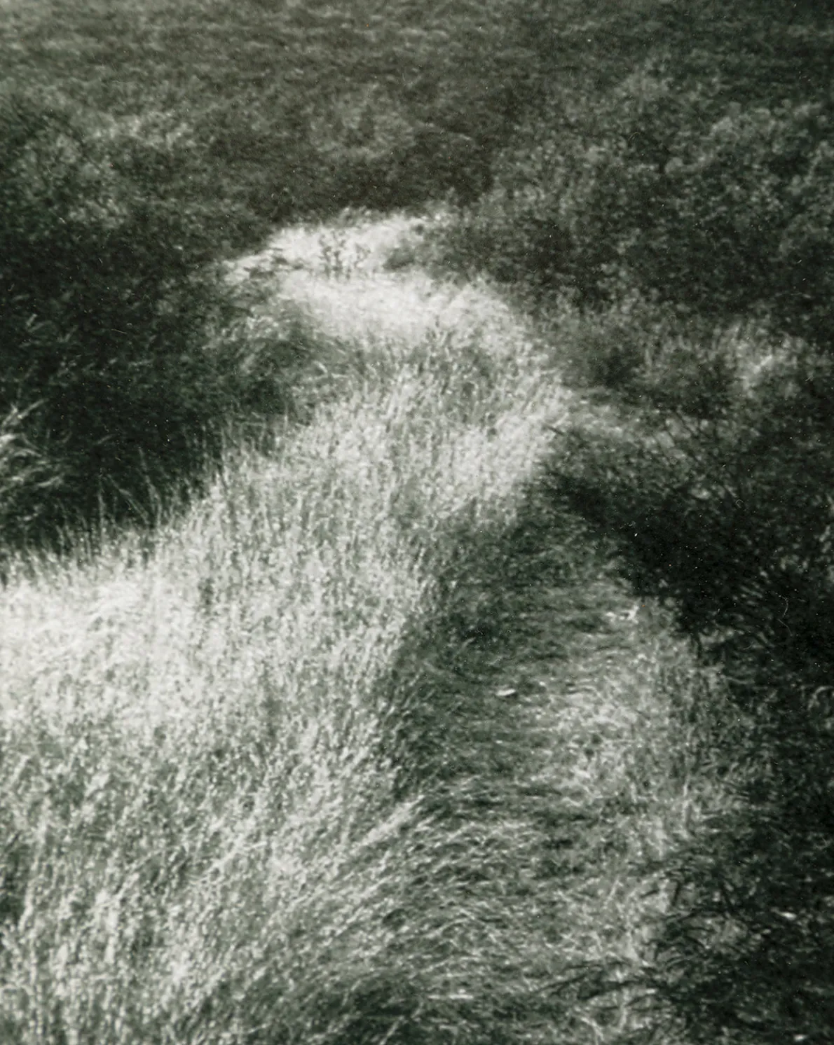 Muted Path Green by Carol Haymon