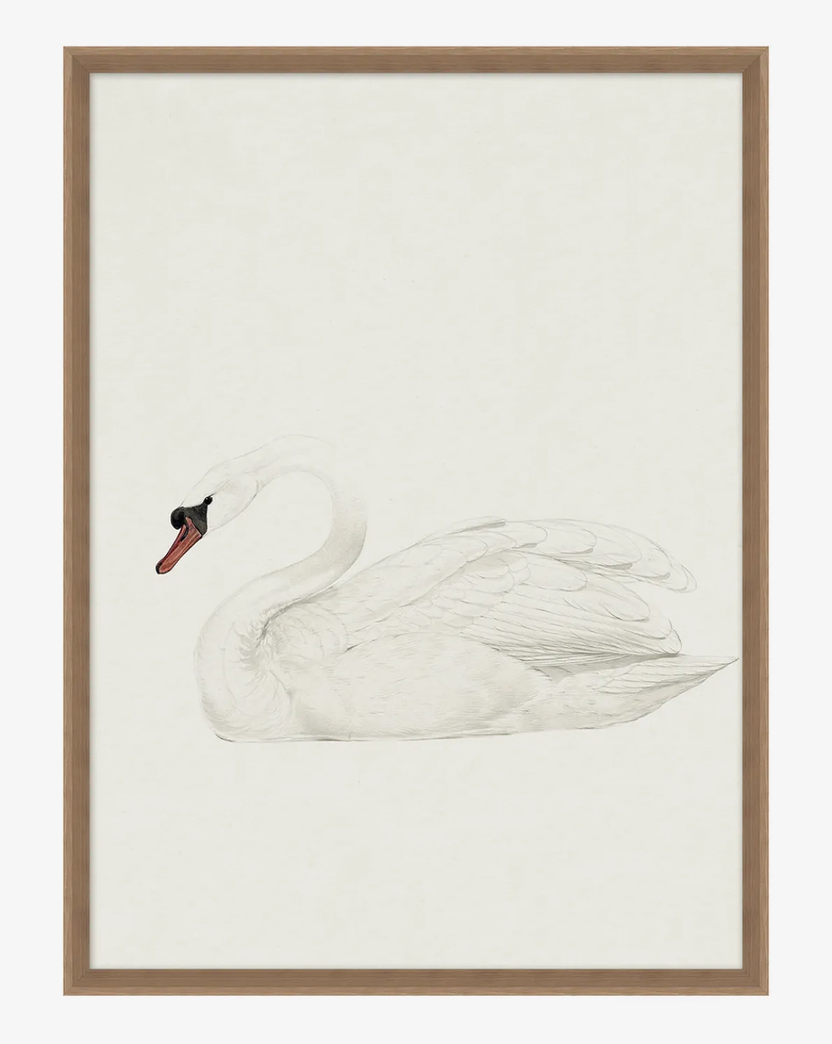 Neutral Swan