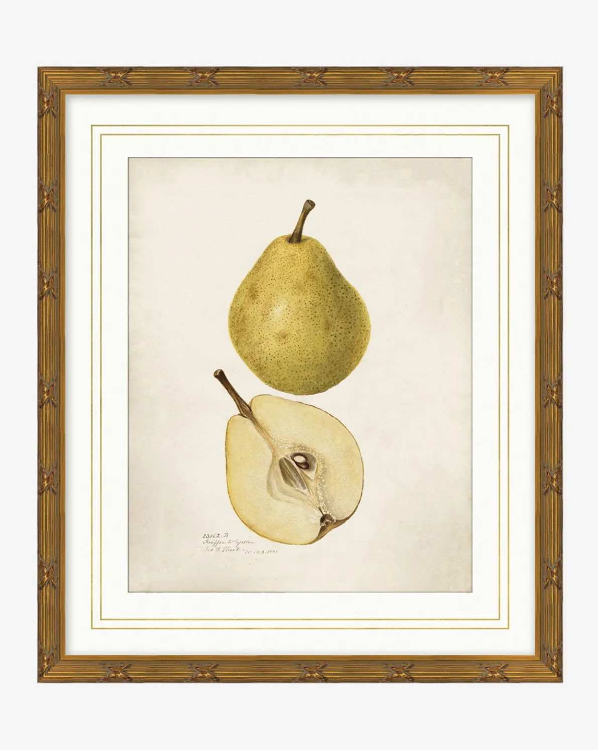 Pear Study