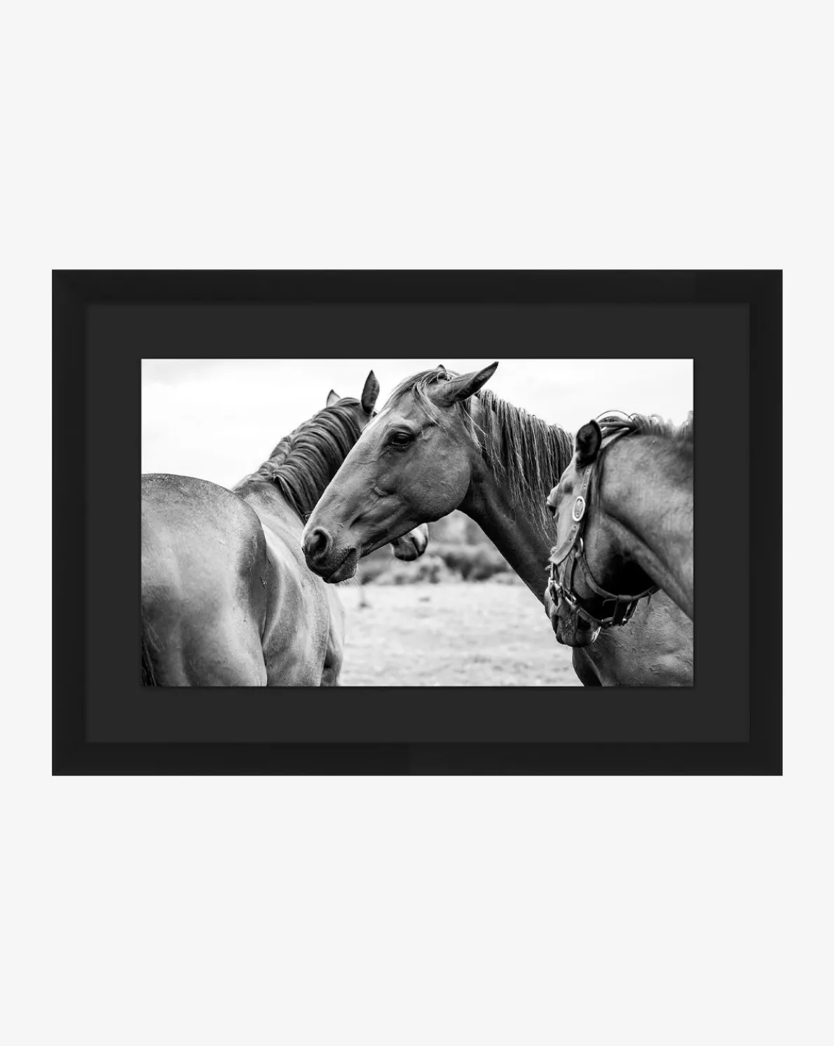 Photograph of Horses by Stokley Berg