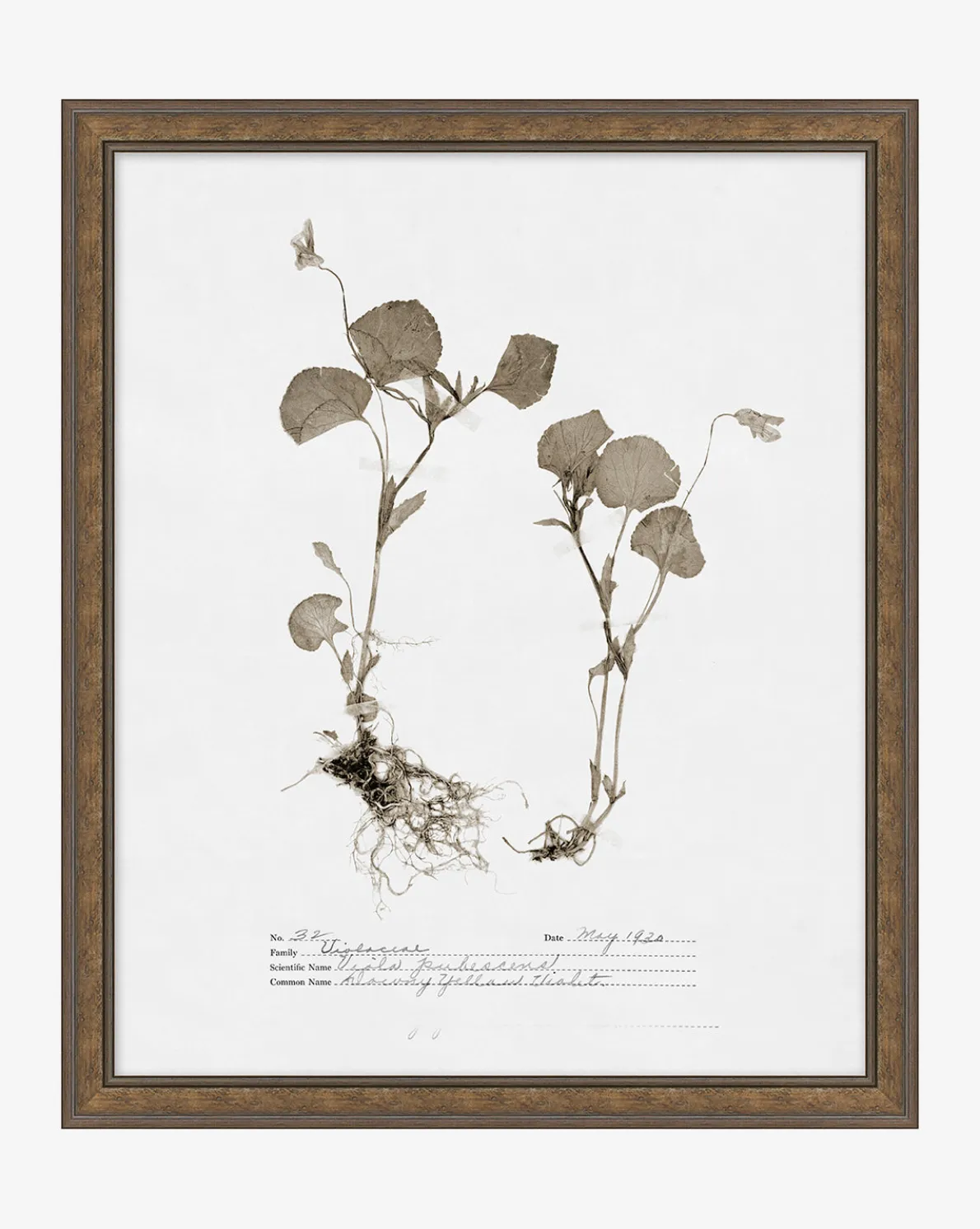 Subdued Botanicals II