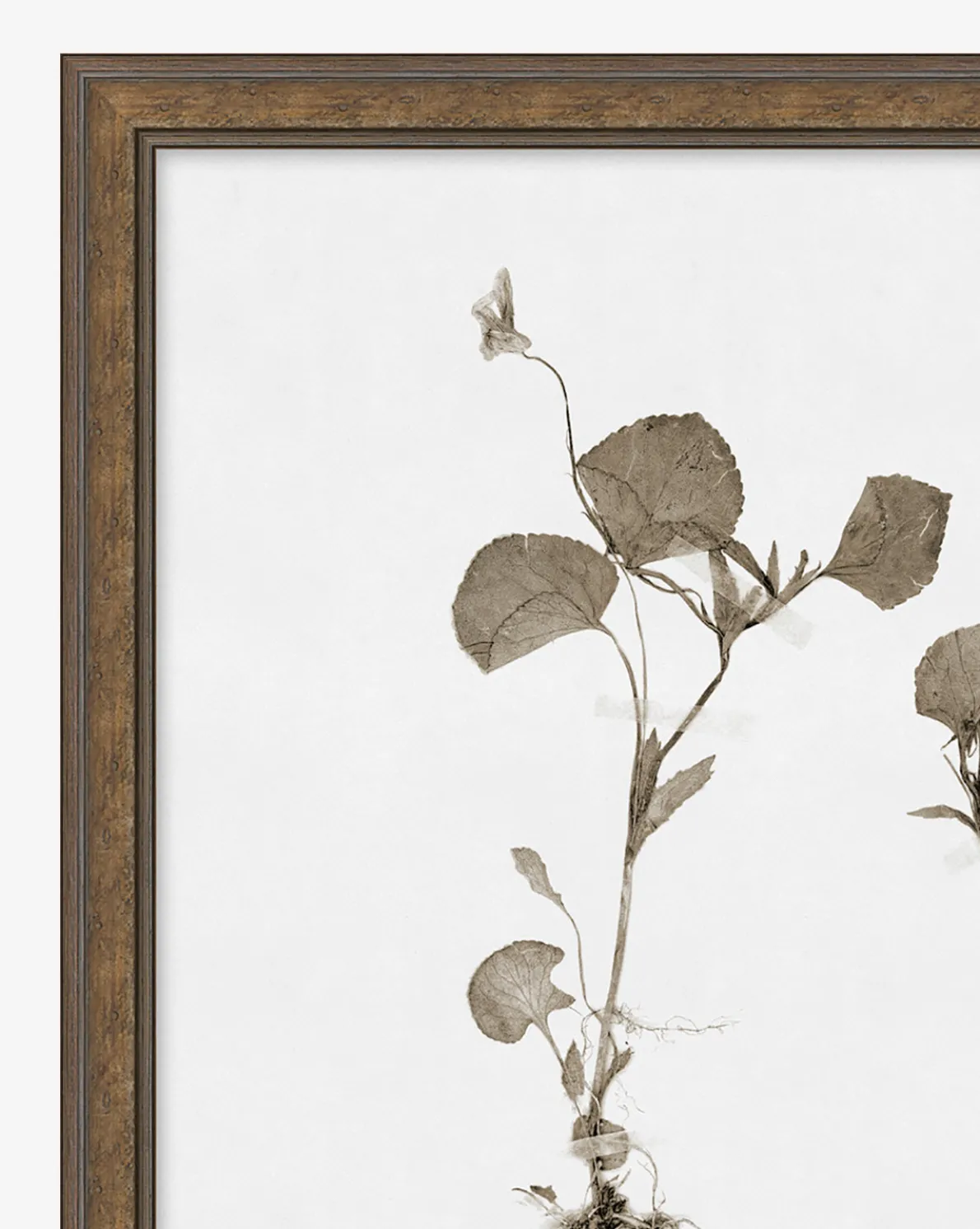 Subdued Botanicals II