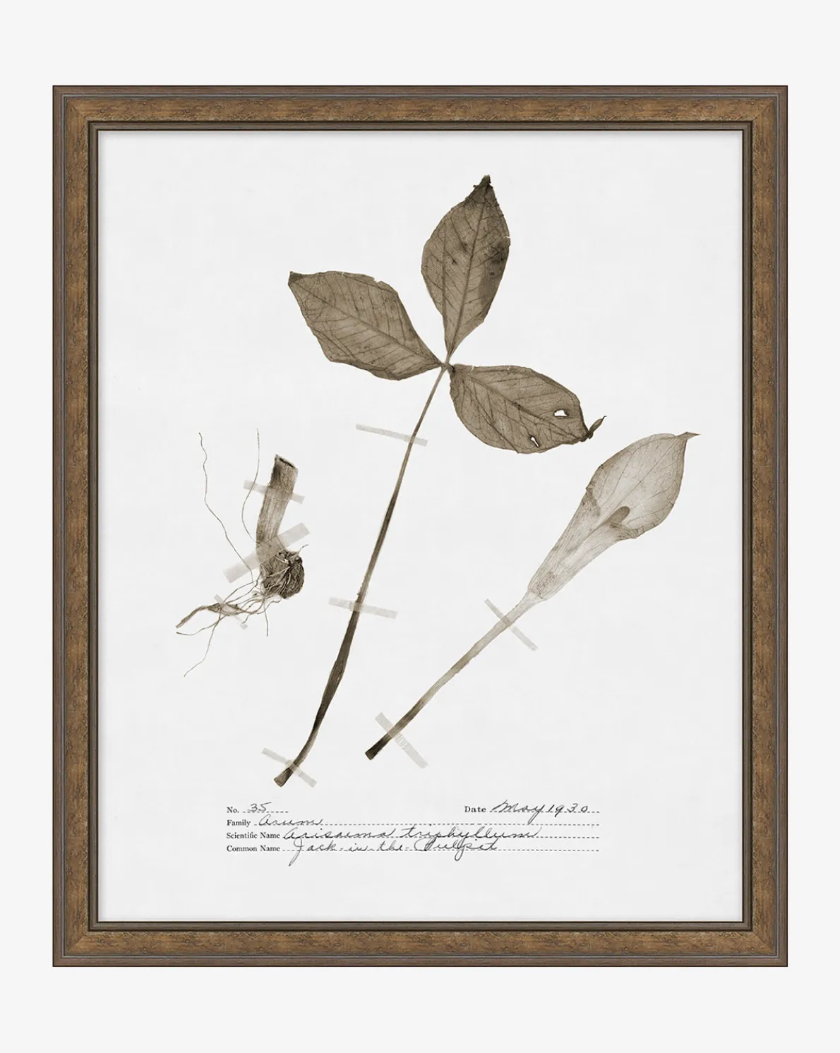 Subdued Botanicals III