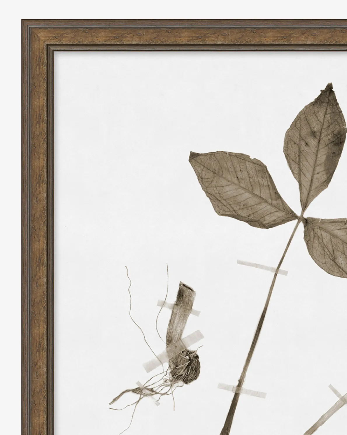 Subdued Botanicals III