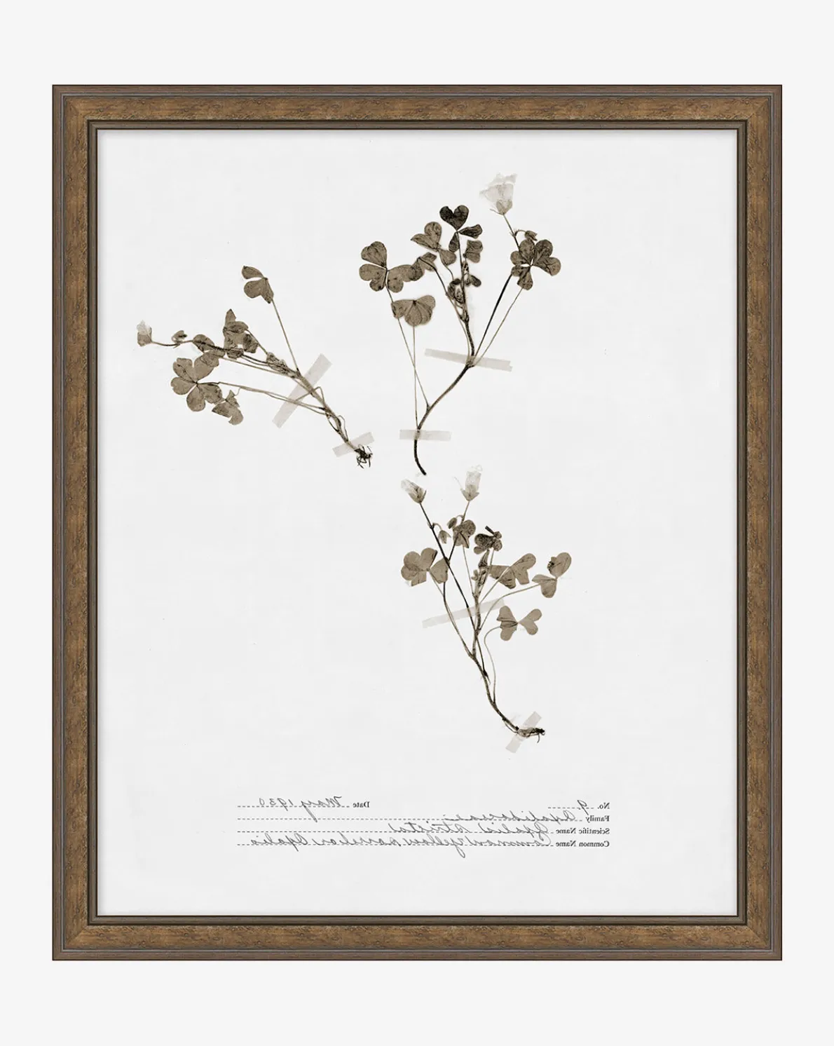 Subdued Botanicals I