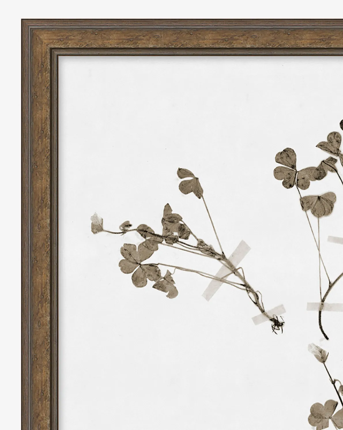 Subdued Botanicals I